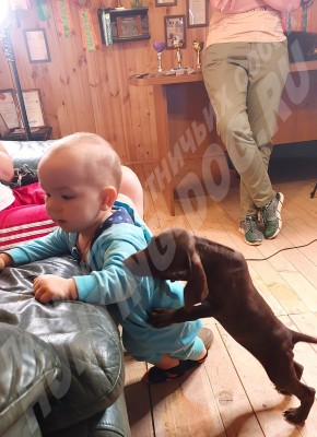 Новые владельцы